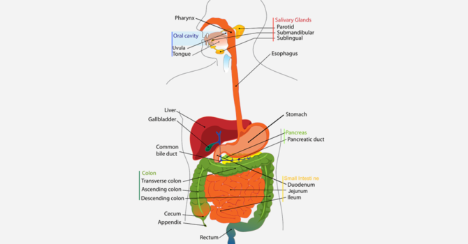 Digestive Health & Microbiome Correction