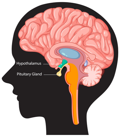 Hypothalamus
