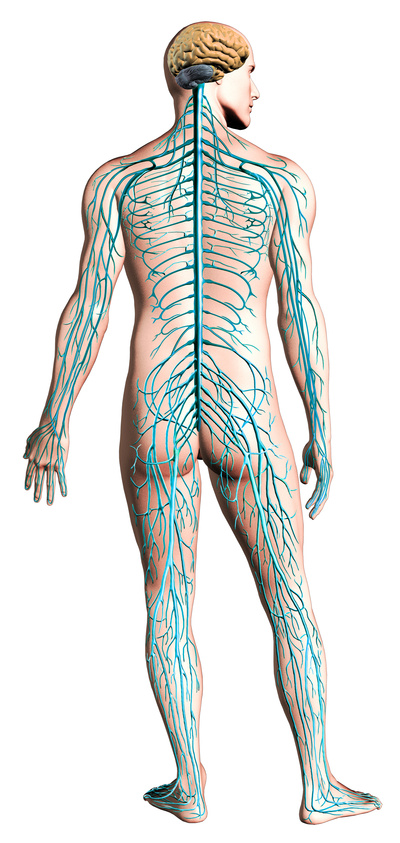 Heal the Nervous System