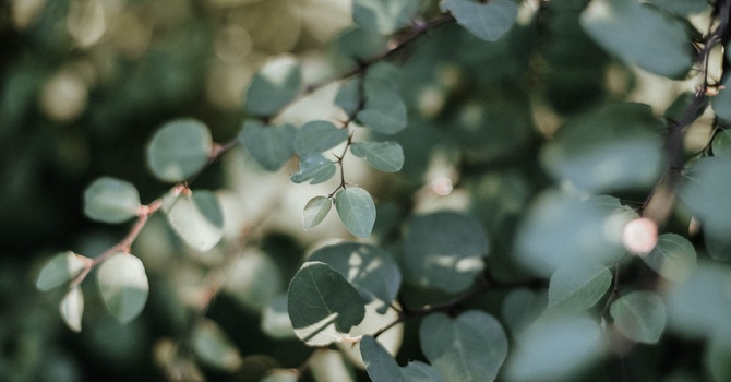 Premium Stand Alone Therapies